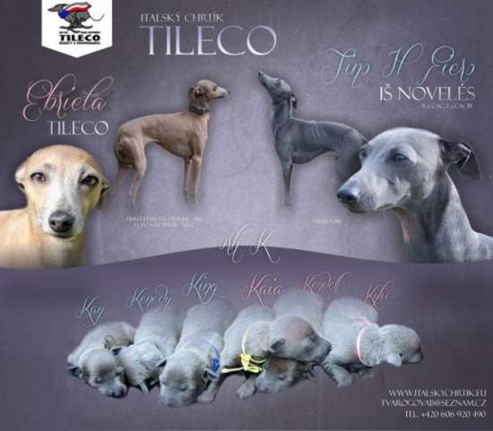 Italian Greyhound Tileco kennel offers FCI puppies